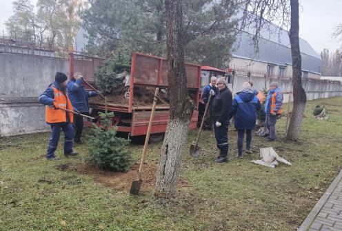 На территории ф-ла "Барановичского КЖБК" ОАО "Кричевцементноштфер" высажена алея из голубых елей