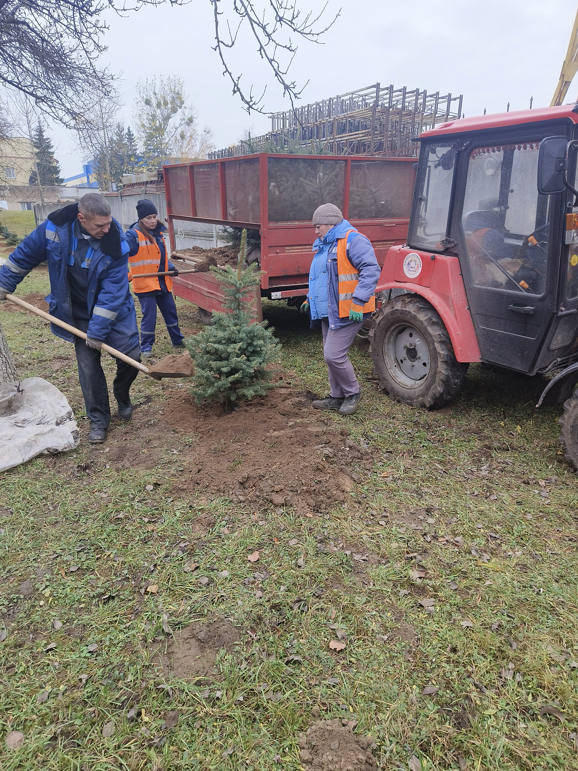 На территории ф-ла "Барановичского КЖБК" ОАО "Кричевцементноштфер" высажена алея из голубых елей