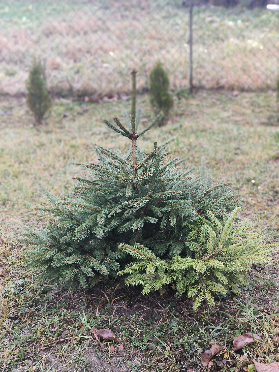 На территории ф-ла "Барановичского КЖБК" ОАО "Кричевцементноштфер" высажена алея из голубых елей