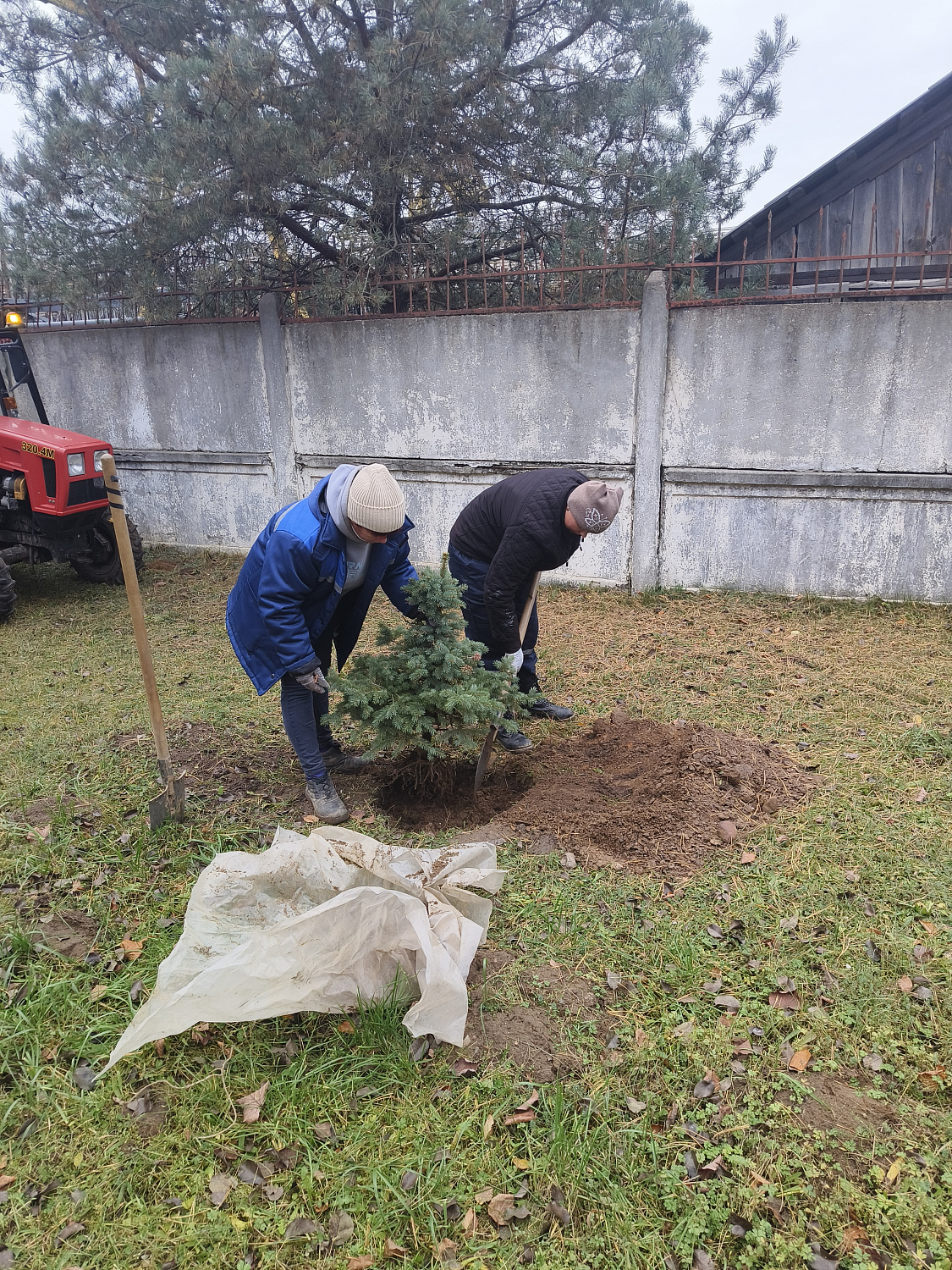 На территории ф-ла "Барановичского КЖБК" ОАО "Кричевцементноштфер" высажена алея из голубых елей