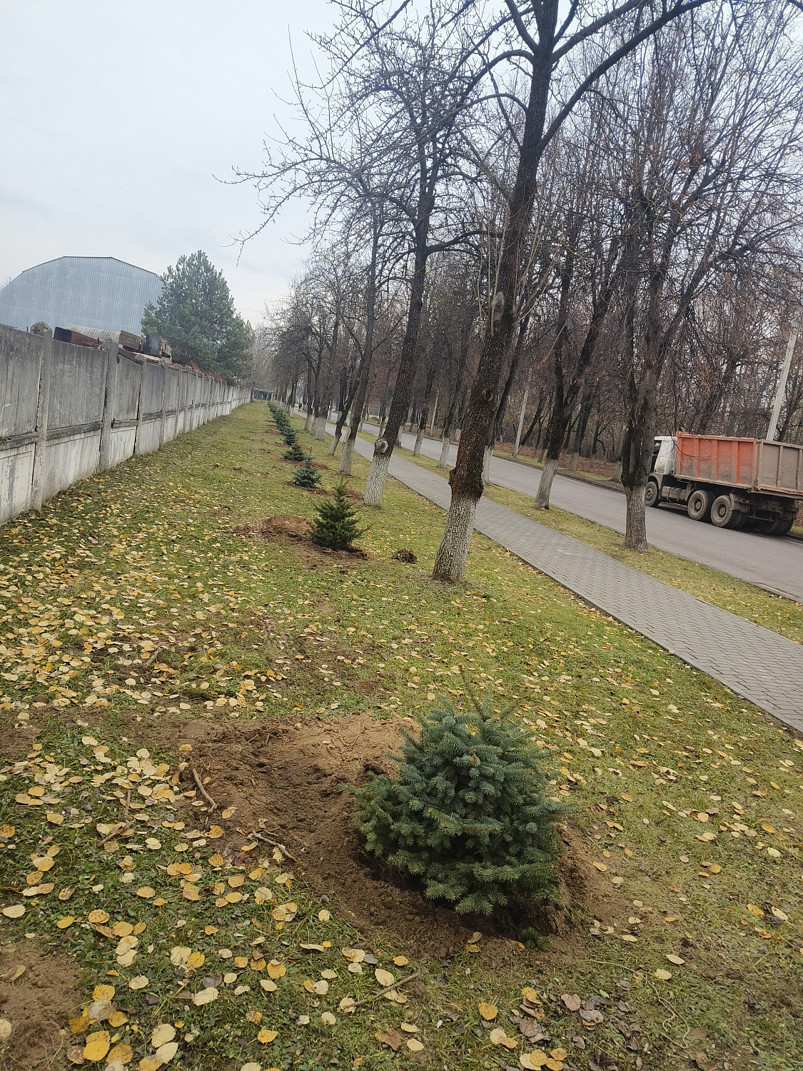 На территории ф-ла "Барановичского КЖБК" ОАО "Кричевцементноштфер" высажена алея из голубых елей