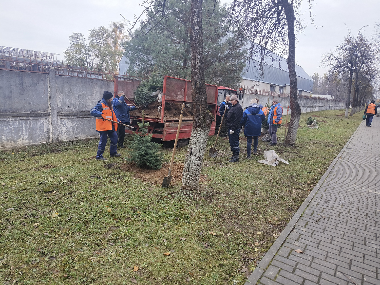 На территории ф-ла "Барановичского КЖБК" ОАО "Кричевцементноштфер" высажена алея из голубых елей