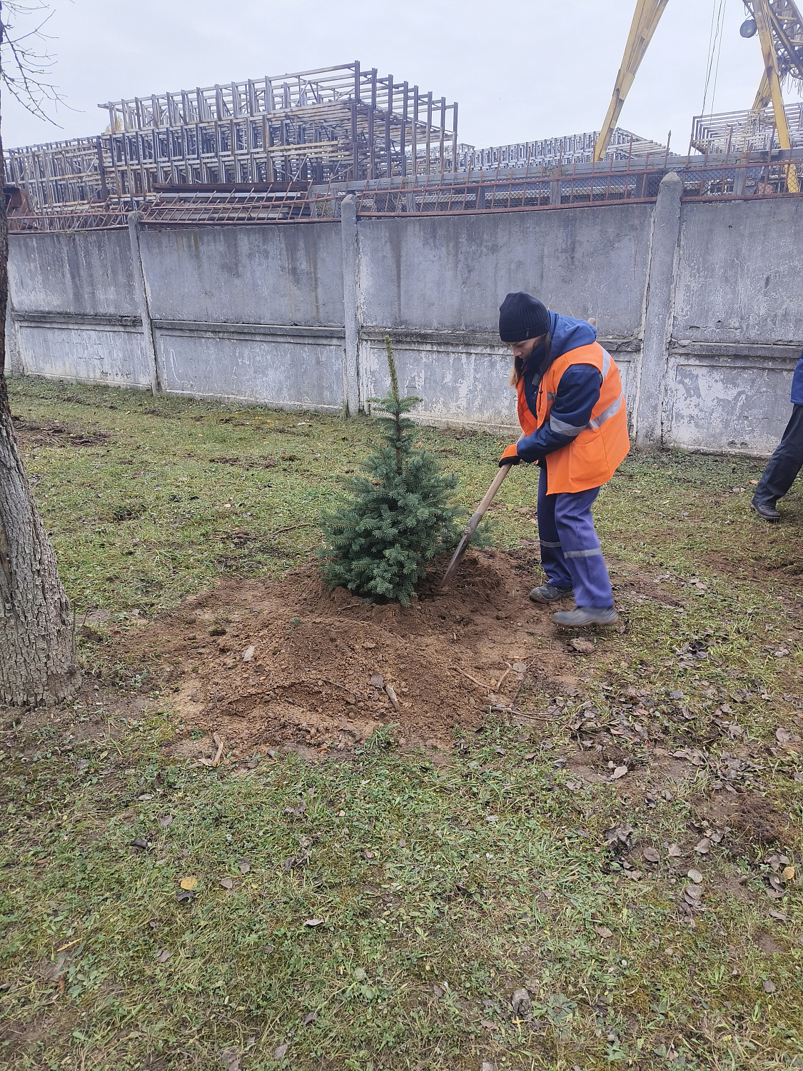 На территории ф-ла "Барановичского КЖБК" ОАО "Кричевцементноштфер" высажена алея из голубых елей