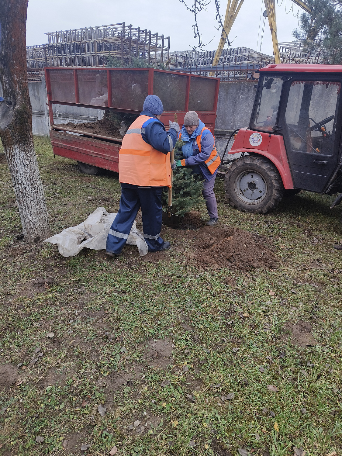 На территории ф-ла "Барановичского КЖБК" ОАО "Кричевцементноштфер" высажена алея из голубых елей