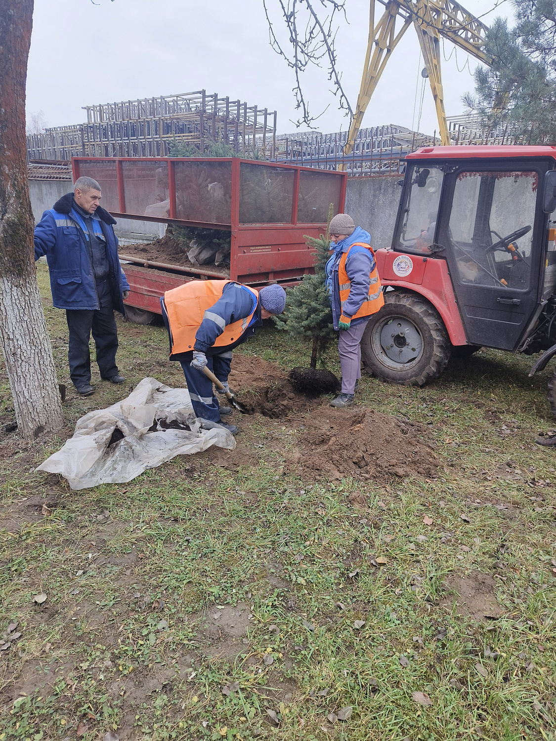 На территории ф-ла "Барановичского КЖБК" ОАО "Кричевцементноштфер" высажена алея из голубых елей