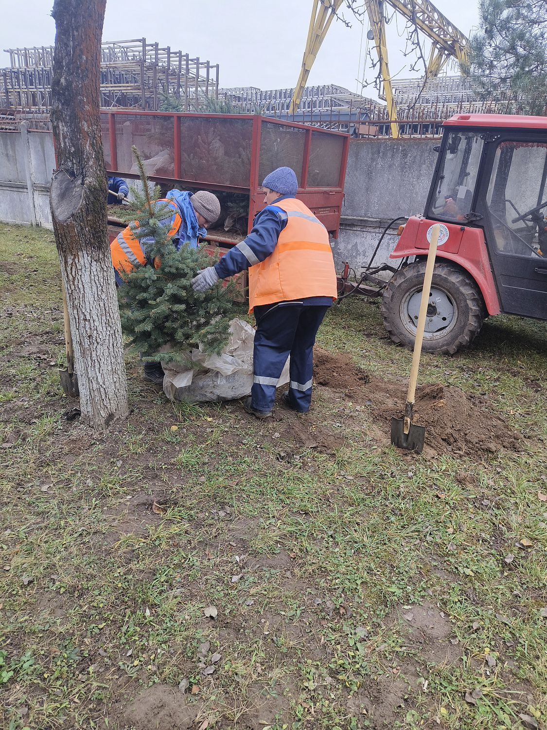 На территории ф-ла "Барановичского КЖБК" ОАО "Кричевцементноштфер" высажена алея из голубых елей