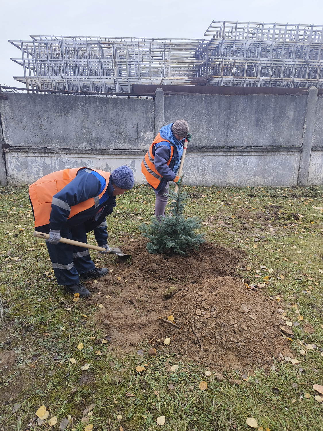 На территории ф-ла "Барановичского КЖБК" ОАО "Кричевцементноштфер" высажена алея из голубых елей
