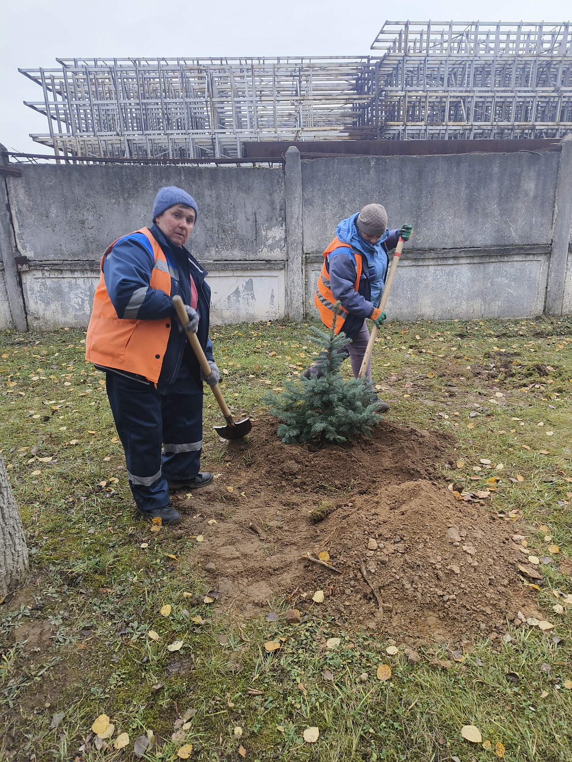 На территории ф-ла "Барановичского КЖБК" ОАО "Кричевцементноштфер" высажена алея из голубых елей